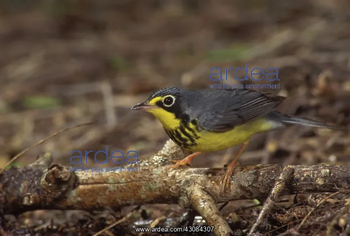 : Canada Warbler : Canada Warbler