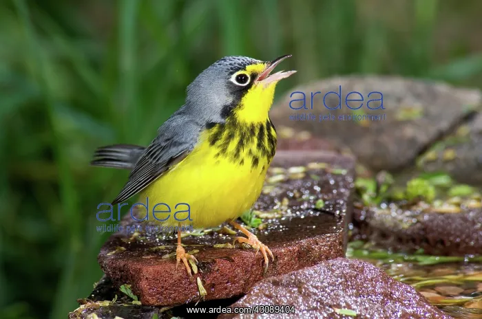 : Canada Warbler : Canada Warbler