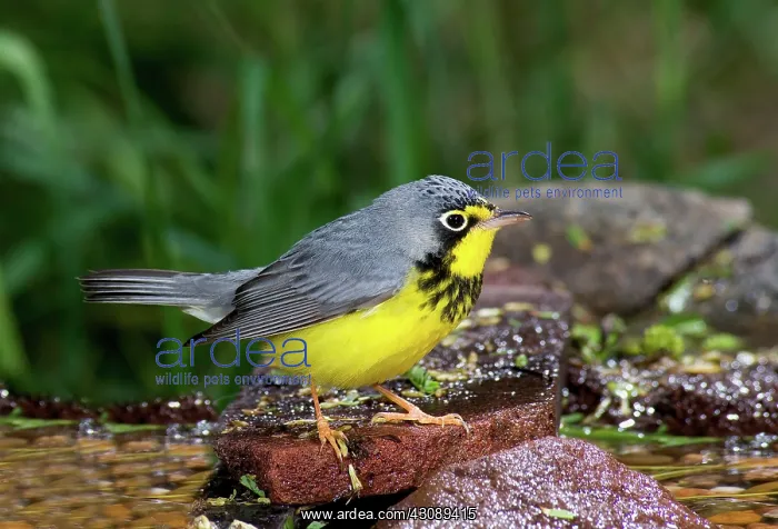 : Canada Warbler : Canada Warbler