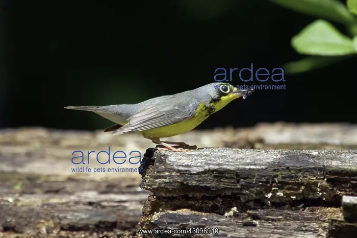 : Canada Warbler : Canada Warbler