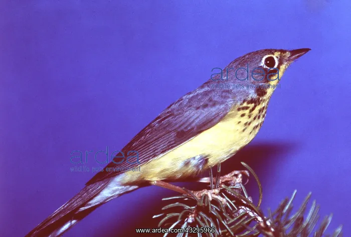 : CANADA WARBLER : CANADA WARBLER
