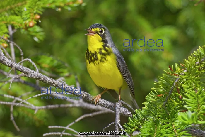 : Canada Warbler. Adult singing male on breeding : Canada Warbler. Adult singing male on breeding