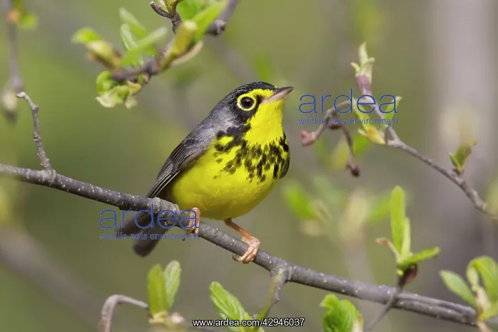 : Canada Warbler - On branch : Canada Warbler - On branch