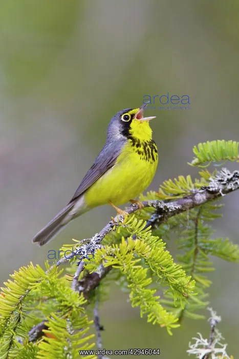: Canada Warbler - On branch singing : Canada Warbler - On branch singing