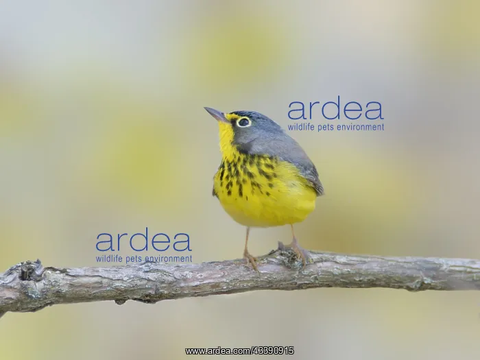 : Canada Warbler Cardellina canadensis Magee Marsh : Canada Warbler Cardellina canadensis Magee Marsh