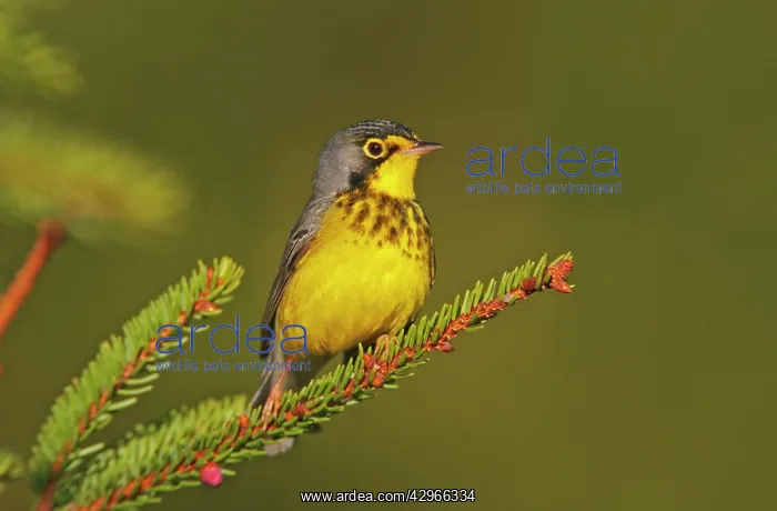 : Canada Warbler male : Canada Warbler male
