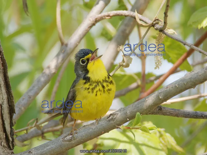: Canada Warbler - male singing Cardellina canadensis : Canada Warbler - male singing Cardellina canadensis