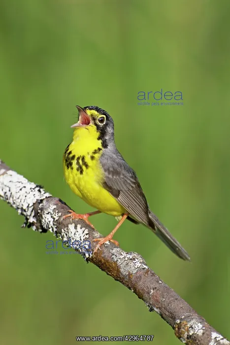 : Canada Warbler - singing on territory in May at : Canada Warbler - singing on territory in May at