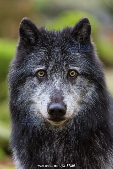 : Canada wolf - The House of Wolves - Orlu - Ariege : Canada wolf - The House of Wolves - Orlu - Ariege