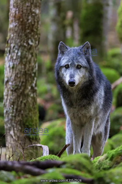 : Canada wolf - The House of Wolves - Orlu - Ariege : Canada wolf - The House of Wolves - Orlu - Ariege