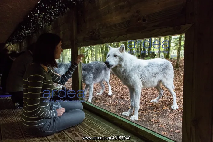 : Canada wolf from an observatory tunnel - The House : Canada wolf from an observatory tunnel - The House