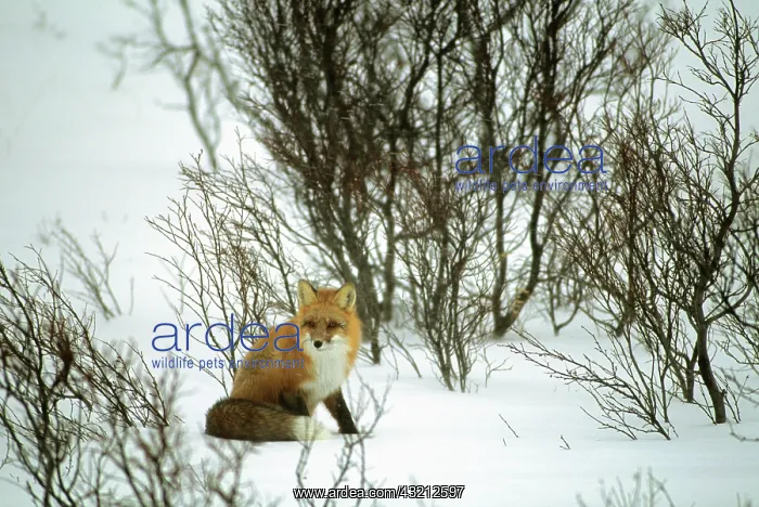 : Canada, Yukon, Red Fox, Winter, Snow : Canada, Yukon, Red Fox, Winter, Snow