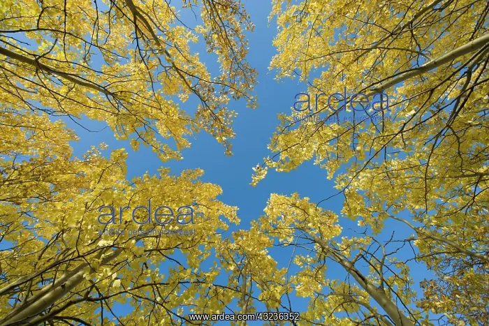 : Canada, Yukon Territory, Birch trees with : Canada, Yukon Territory, Birch trees with