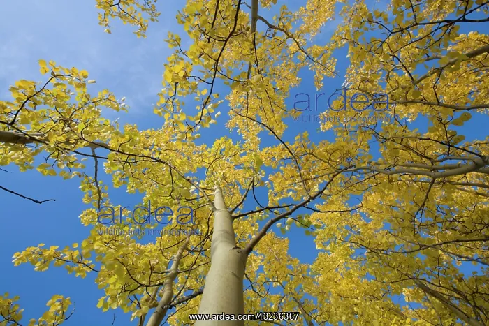 : Canada, Yukon Territory, Birch trees with : Canada, Yukon Territory, Birch trees with