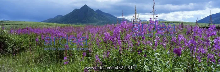 : Canada, Yukon Territory, Ogilvie Mountains : Canada, Yukon Territory, Ogilvie Mountains