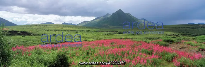  : Canada, Yukon Territory, Ogilvie Mountains