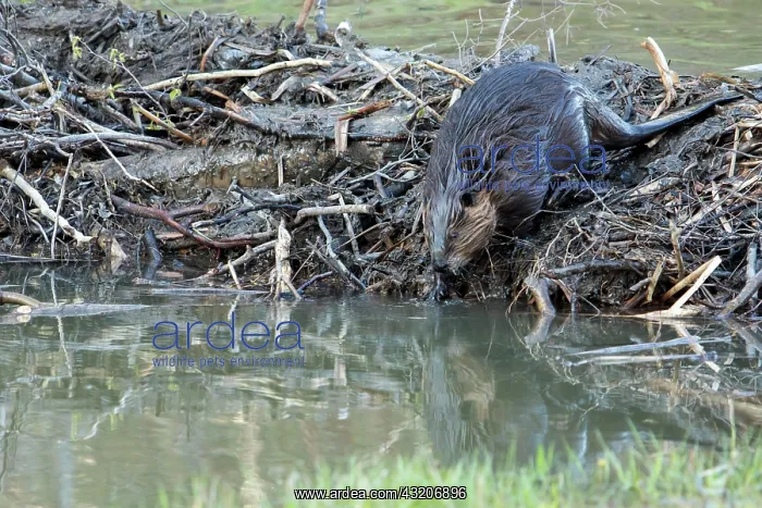 : Canadian beaver, Canadian beaver (Castor fiber canadensis) : Canadian beaver, Canadian beaver (Castor fiber canadensis)