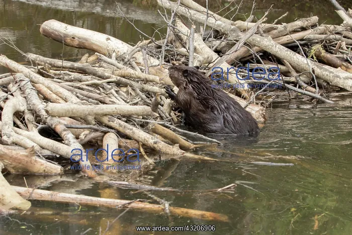 : Canadian beaver, Canadian beaver (Castor fiber canadensis) : Canadian beaver, Canadian beaver (Castor fiber canadensis)