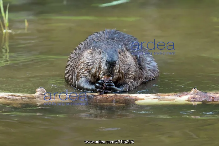 : Canadian beaver (Castor fiber canadensis), Forillon : Canadian beaver (Castor fiber canadensis), Forillon