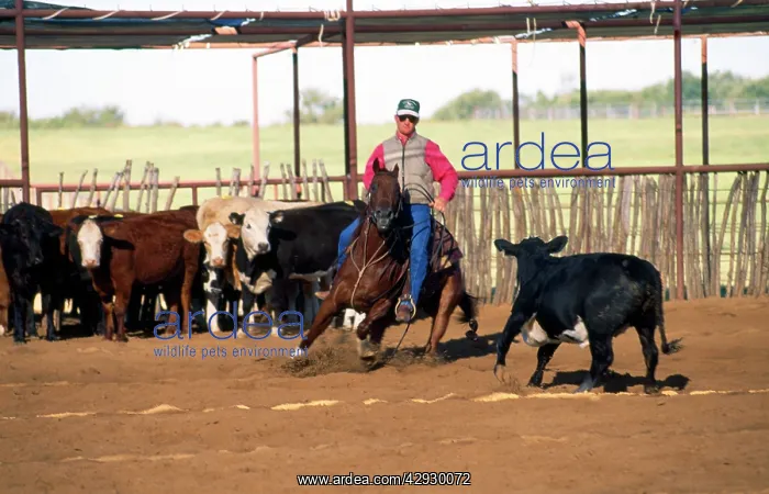  : Canadian Cutting Horse - herding cattle