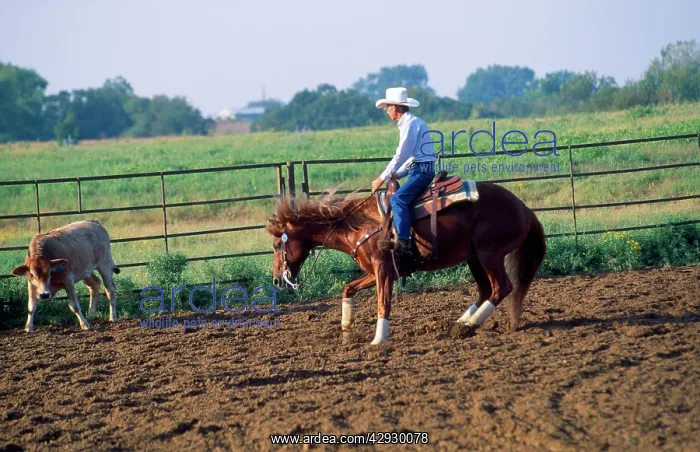  : Canadian Cutting Horse - herding Cattle