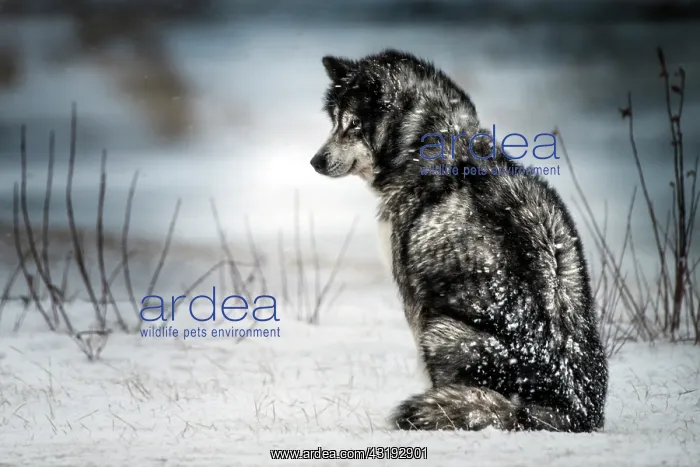 : Canadian Eskimo Dog waiting in the blizzard, Churchill : Canadian Eskimo Dog waiting in the blizzard, Churchill
