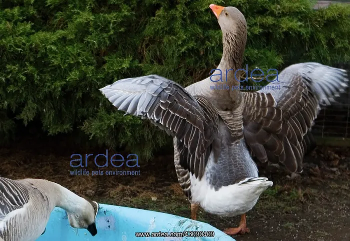 : Canadian Geese : Canadian Geese