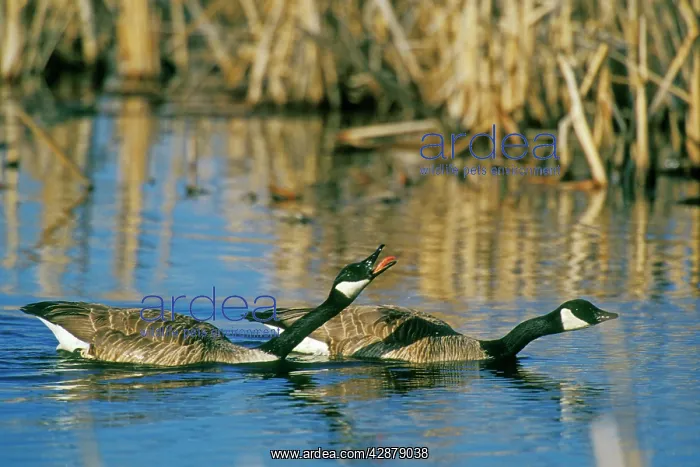 : Canadian Geese - pair protecting their nesting : Canadian Geese - pair protecting their nesting