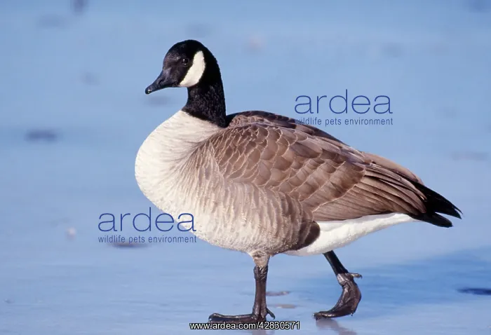 : Canadian GOOSE : Canadian GOOSE