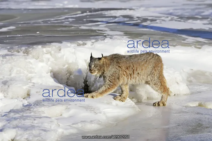: Canadian Lynx : Canadian Lynx