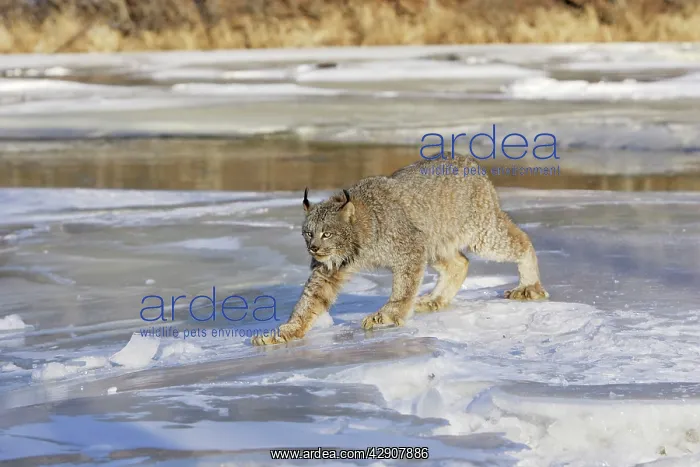 : Canadian Lynx : Canadian Lynx