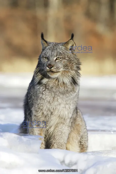 : Canadian Lynx : Canadian Lynx