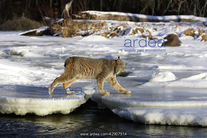 : Canadian Lynx : Canadian Lynx