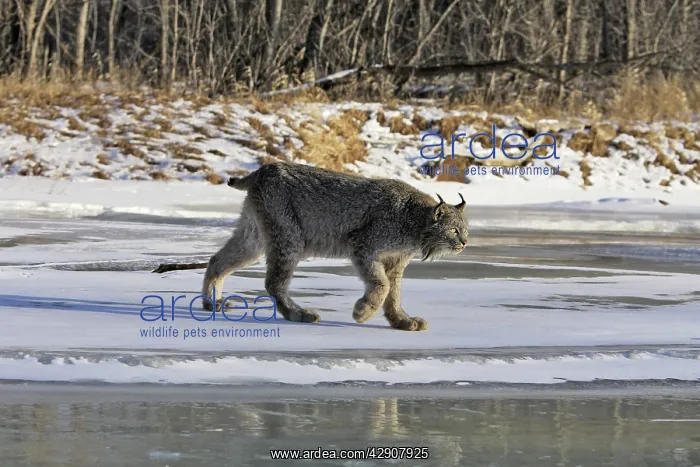 : Canadian Lynx : Canadian Lynx