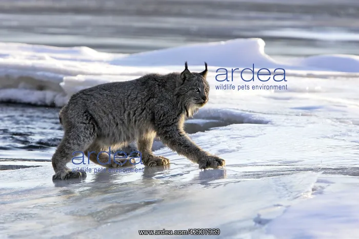 : Canadian Lynx : Canadian Lynx