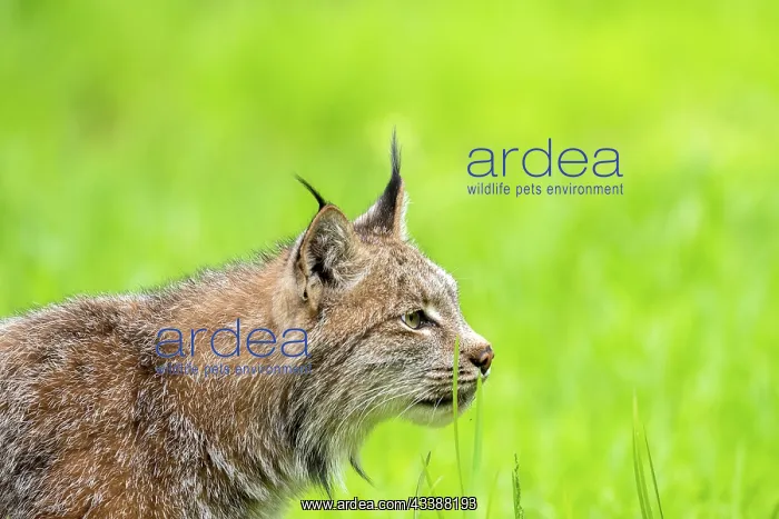 : CANADIAN LYNX : CANADIAN LYNX