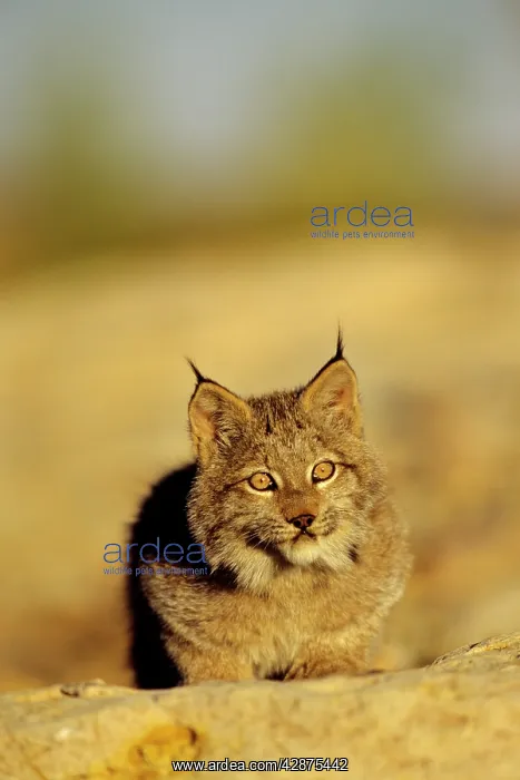 : Canadian Lynx - cub : Canadian Lynx - cub