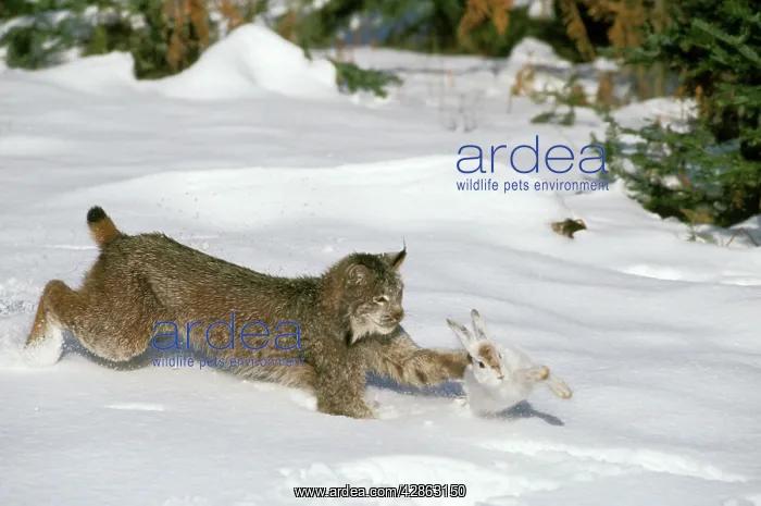 : Canadian LYNX - hunting Snowshoe / Varying HARE : Canadian LYNX - hunting Snowshoe / Varying HARE