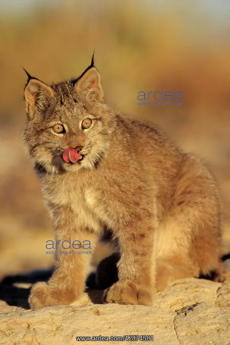 : Canadian Lynx - kitten : Canadian Lynx - kitten