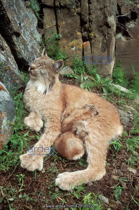 : Canadian Lynx - Mother & babies : Canadian Lynx - Mother & babies