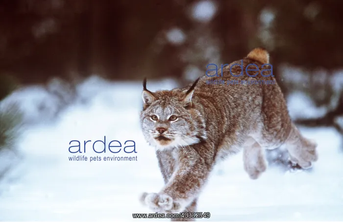 : CANADIAN LYNX - running, in snow : CANADIAN LYNX - running, in snow