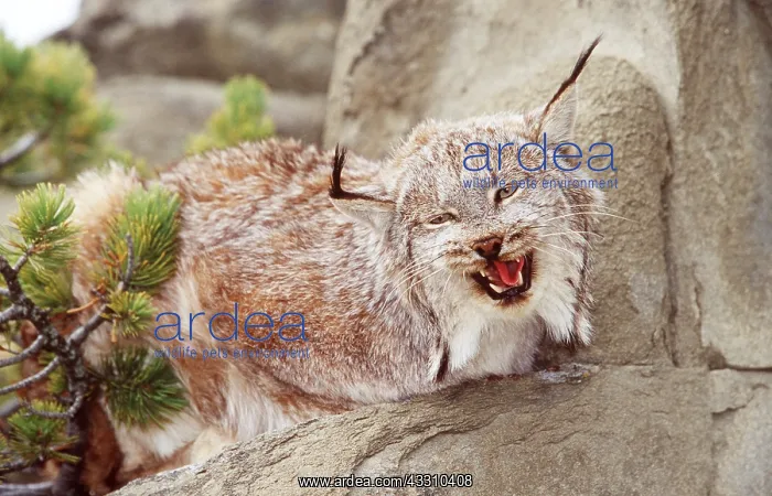 : Canadian LYNX - snarling : Canadian LYNX - snarling