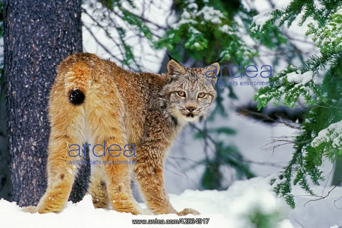 : Canadian Lynx - in snow : Canadian Lynx - in snow
