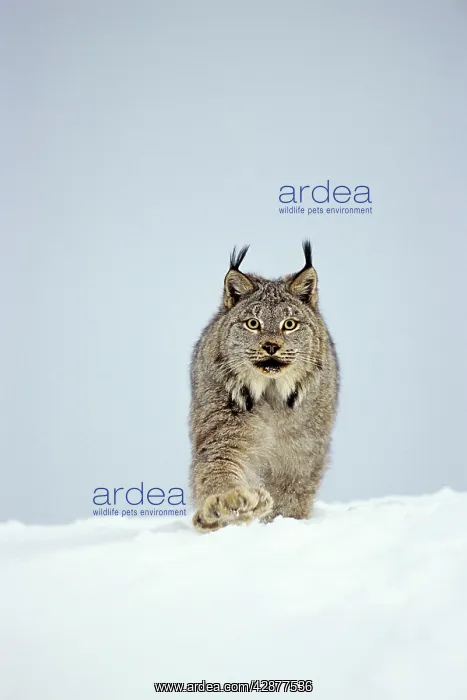 : Canadian Lynx - walking through deep powder snow : Canadian Lynx - walking through deep powder snow