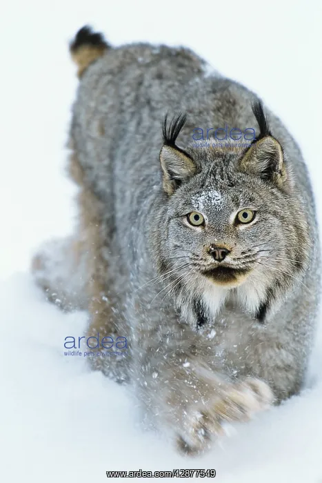 : Canadian Lynx - walking through deep powder snow : Canadian Lynx - walking through deep powder snow