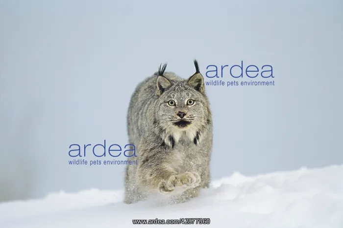 : Canadian Lynx - walking through deep powder snow : Canadian Lynx - walking through deep powder snow