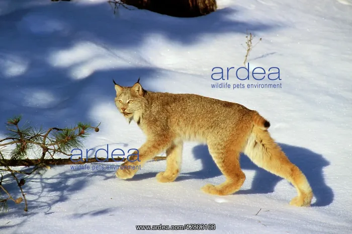 : Canadian LYNX - walking on snow in forest, side profile : Canadian LYNX - walking on snow in forest, side profile