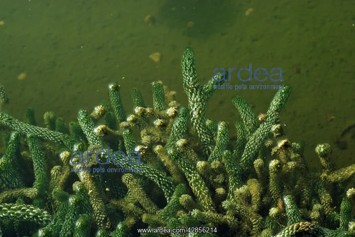 : CANADIAN PONDWEED : CANADIAN PONDWEED