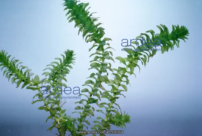  : CANADIAN PONDWEED