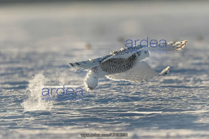 : Canadian snowy owl (Bubo scandiacus) capturing a : Canadian snowy owl (Bubo scandiacus) capturing a
